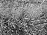 preview bw