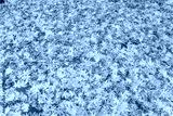 preview cold