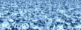 preview cold