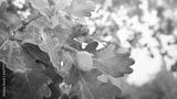 preview bw