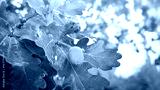 preview cold