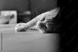 preview bw
