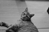 preview bw