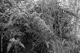 preview bw