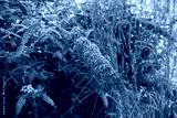 preview cold