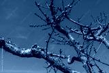 preview cold