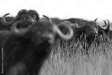 preview bw