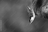 preview bw