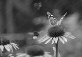 preview bw