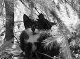 preview bw