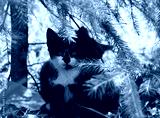 preview cold