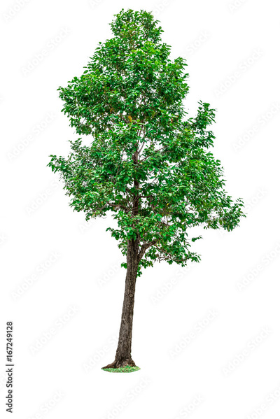 image to crop