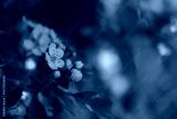 preview cold