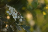 preview original
