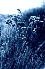 preview cold