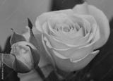 preview bw