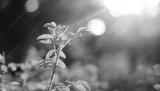 preview bw