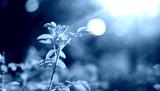 preview cold