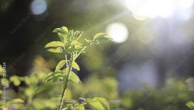 image to crop