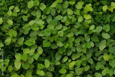image to crop