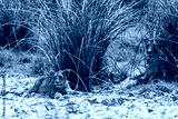preview cold