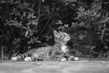 preview bw