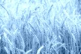 preview cold