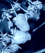 preview cold