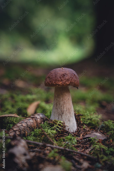 image to crop