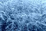 preview cold