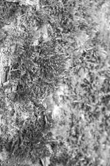preview bw