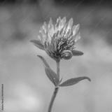 preview bw