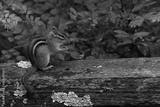preview bw
