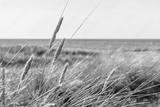 preview bw