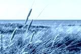 preview cold