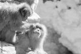 preview bw