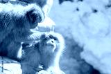 preview cold