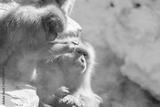 preview bw