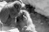 preview bw