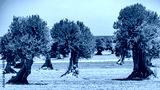 preview cold
