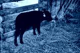 preview cold