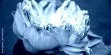 preview cold