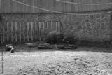 preview bw