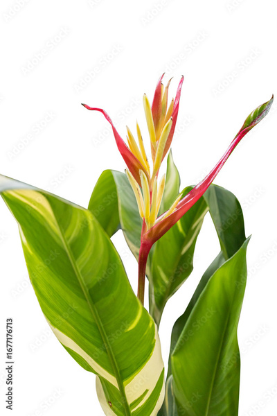 image to crop