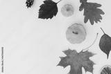 preview bw