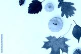 preview cold