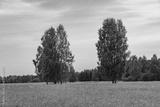 preview bw