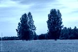 preview cold