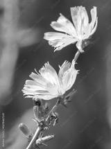 preview bw