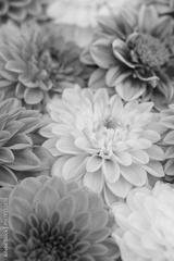 preview bw